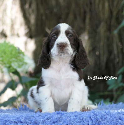 Les chiots de English Springer Spaniel