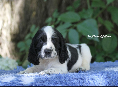 Les chiots de English Springer Spaniel