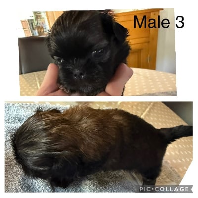 Les chiots de Shih Tzu