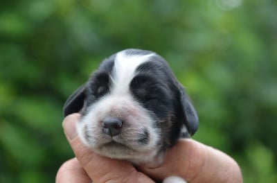 Les chiots de Cocker Spaniel Anglais