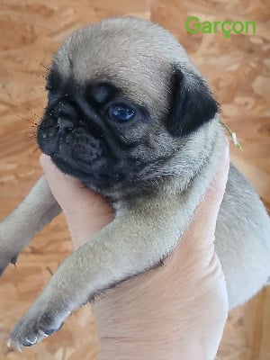 Les chiots de Carlin