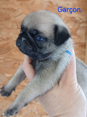 Les chiots de Carlin