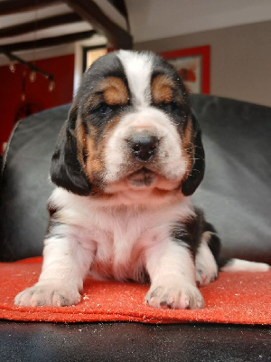 Les chiots de Basset Hound