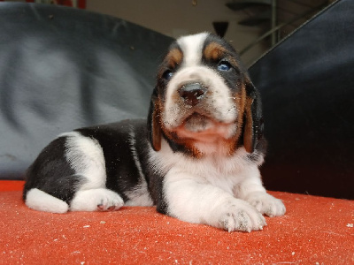 Les chiots de Basset Hound
