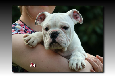 Les chiots de Bulldog continental