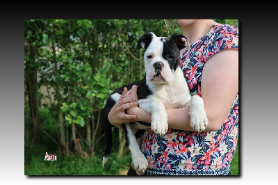 Les chiots de Bulldog continental