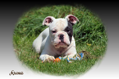 Les chiots de Bulldog continental