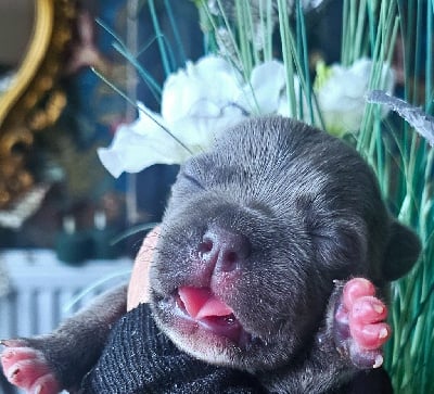 Les chiots de Staffordshire Bull Terrier