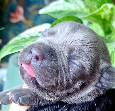 Les chiots de Staffordshire Bull Terrier