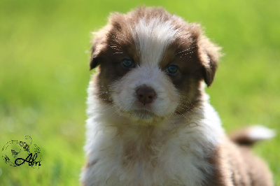 Les chiots de Berger Australien
