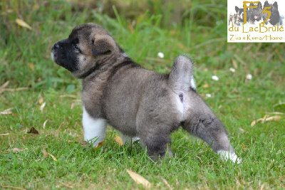 Les chiots de Akita americain