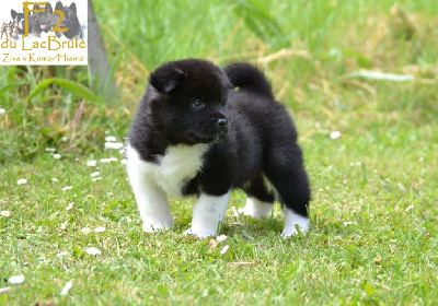 Les chiots de Akita americain