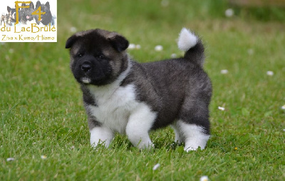 Les chiots de Akita americain
