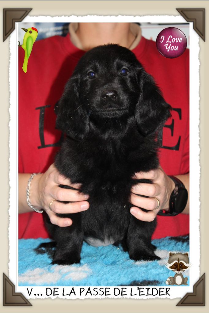 CHIOT 9 - Flat Coated Retriever