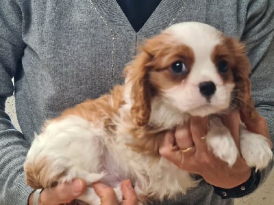 Les chiots de Cavalier King Charles Spaniel