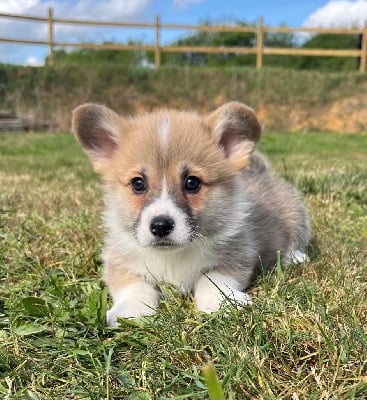 Les chiots de Welsh Corgi Pembroke