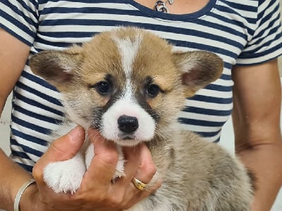 Les chiots de Welsh Corgi Pembroke