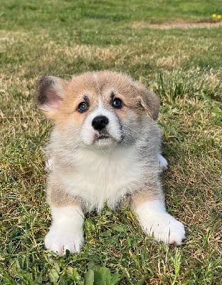 Les chiots de Welsh Corgi Pembroke