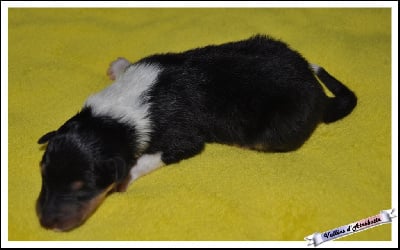 Les chiots de Colley à poil long