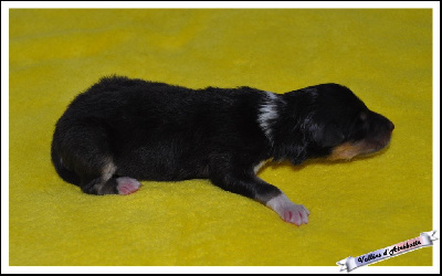 Les chiots de Colley à poil long
