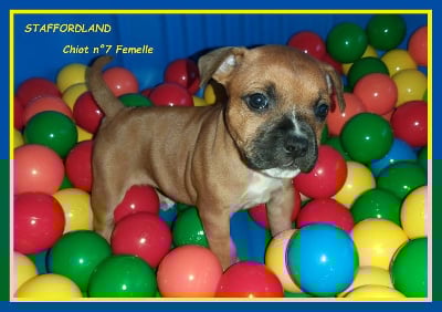 Les chiots de Staffordshire Bull Terrier