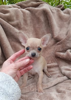 Les chiots de Chihuahua