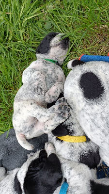 Les chiots de Braque d'Auvergne