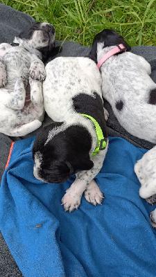 Les chiots de Braque d'Auvergne