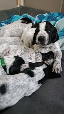 Les chiots de Braque d'Auvergne