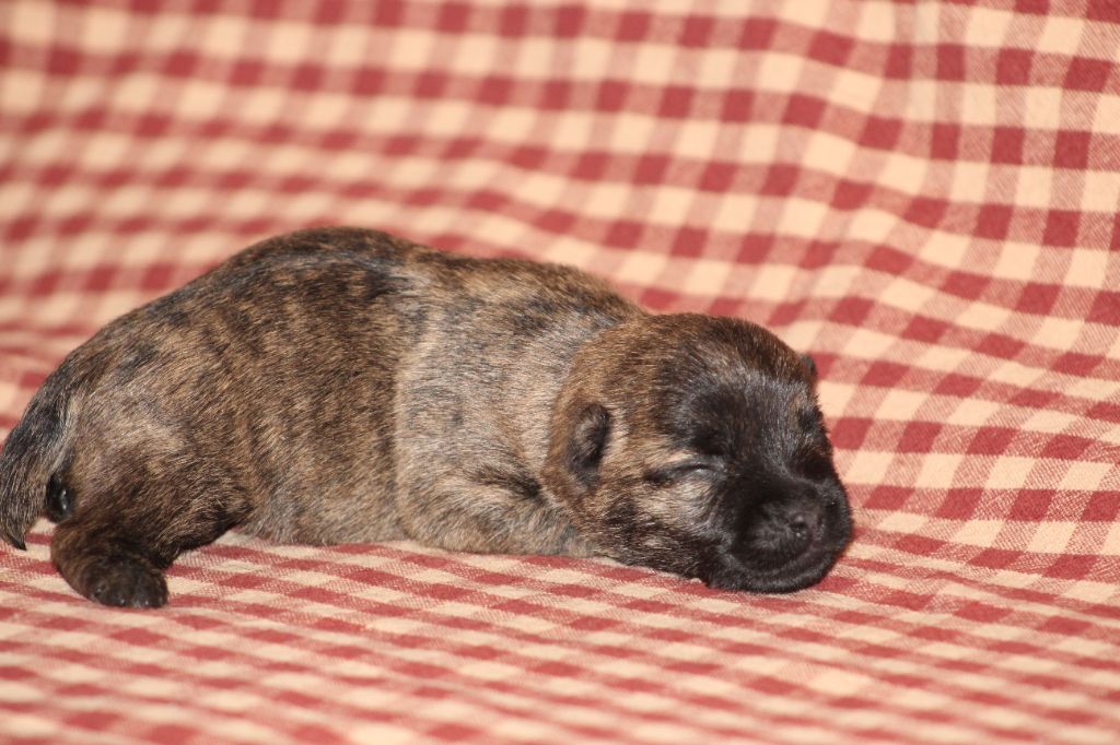 CHIOT 1 - Cairn Terrier