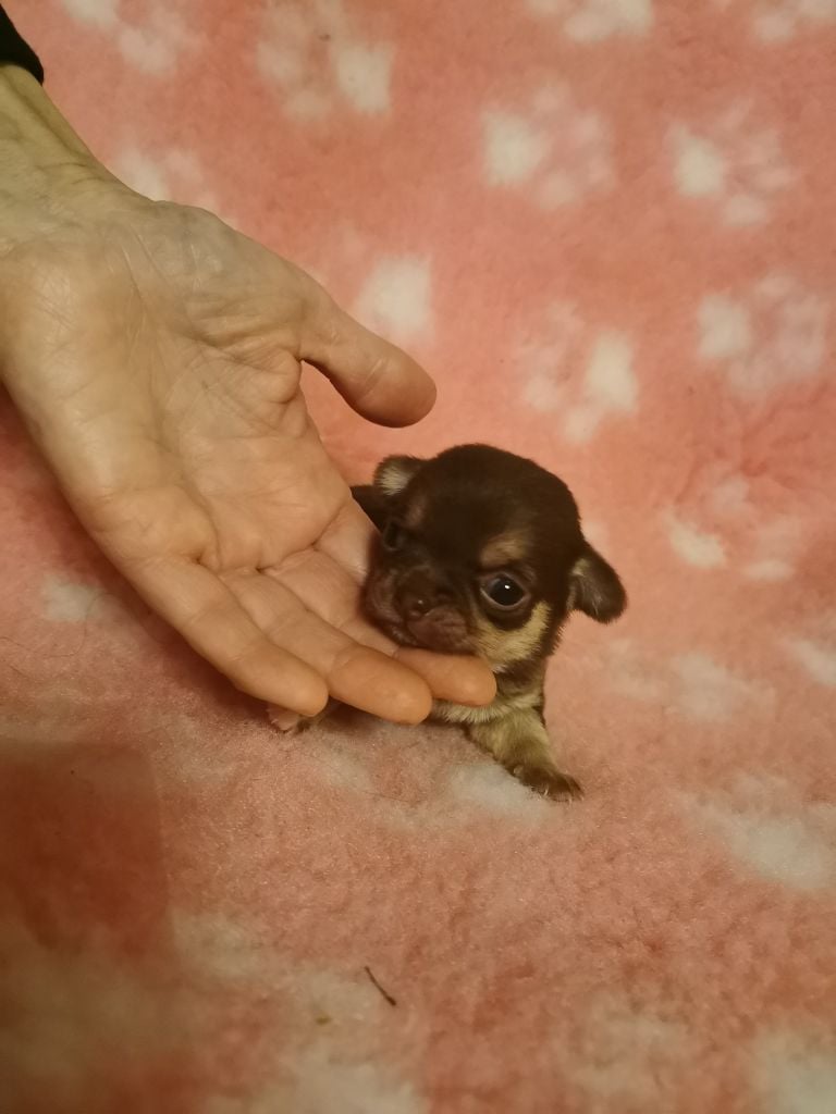 CHIOT 2 - Chihuahua