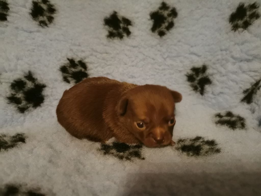 CHIOT 1 - Chihuahua
