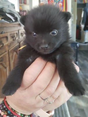 Les chiots de Schipperke
