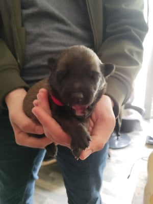 Les chiots de Berger Belge