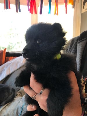 Les chiots de Schipperke