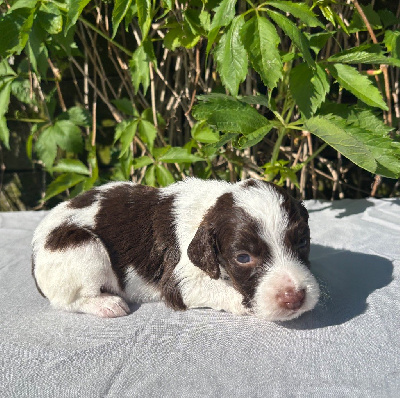 Les chiots de English Springer Spaniel