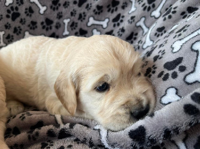 Les chiots de Golden Retriever