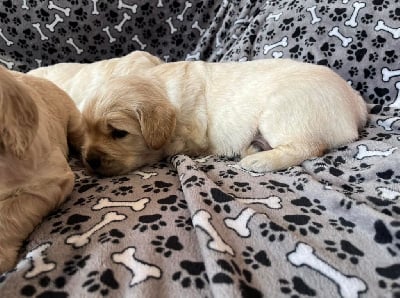 Les chiots de Golden Retriever