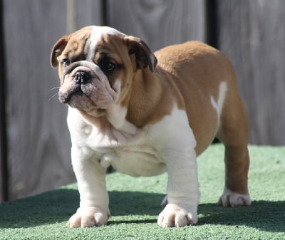 Les chiots de Bulldog Anglais