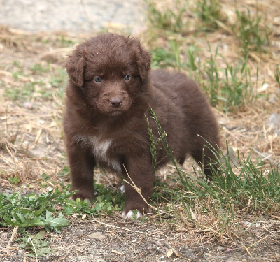 Les chiots de Berger Australien