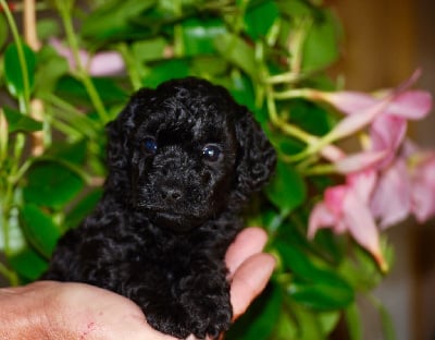 Les chiots de Caniche