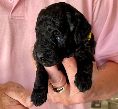 Les chiots de Caniche