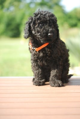 Les chiots de Caniche