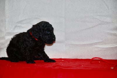 Les chiots de Caniche