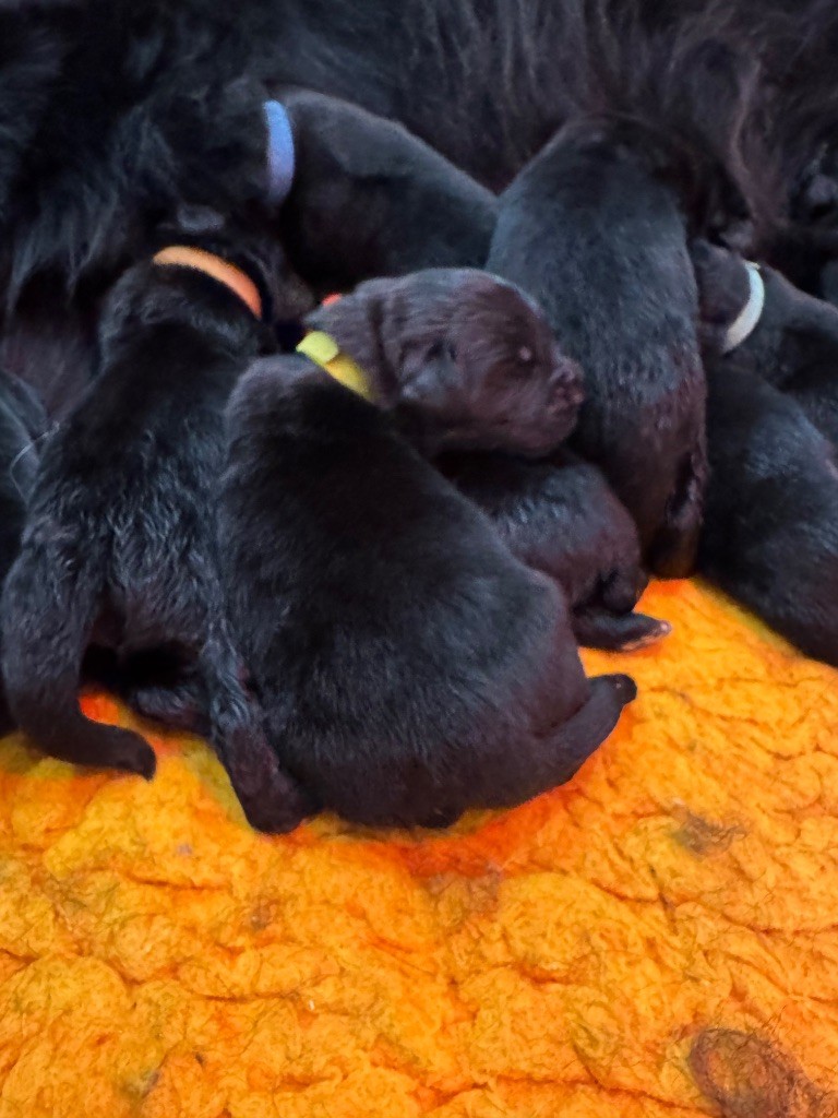 CHIOT FEMELLE 4 - Terre-neuve
