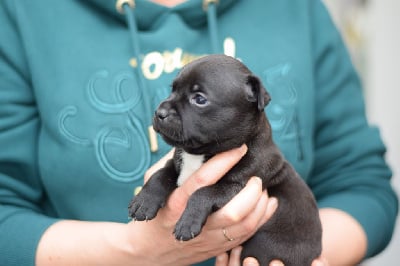 Les chiots de Staffordshire Bull Terrier