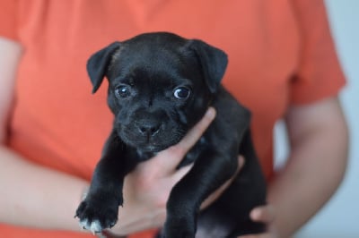 Les chiots de Staffordshire Bull Terrier