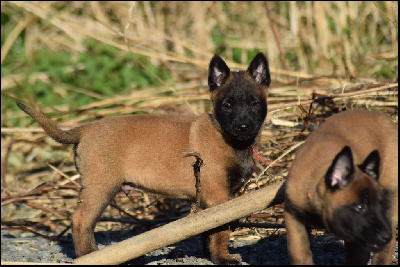 Les chiots de Berger Belge
