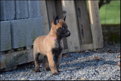 Les chiots de Berger Belge