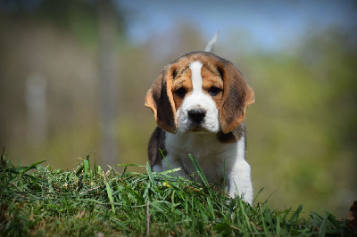 Les chiots de Beagle